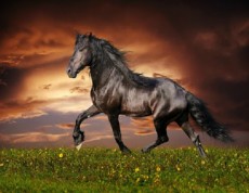 Arabian Horse Black Beauty - Arabský kôň Čierna kráska